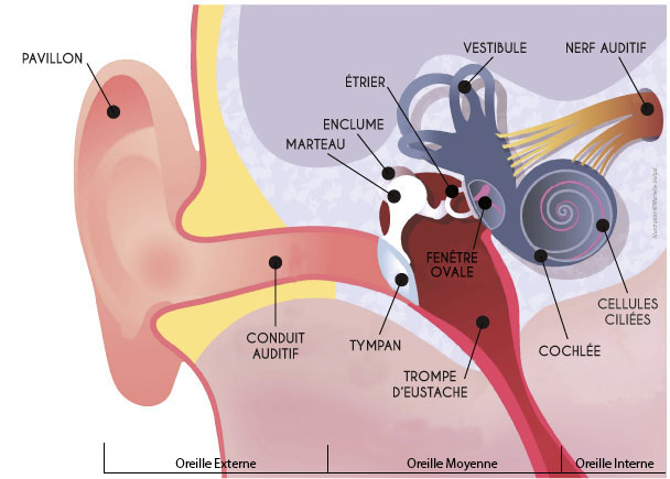 Comment fonctionne notre oreille ? - Sensation Auditive